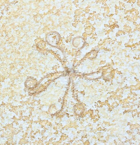 Floating Crinoid (Saccocoma) - Solnhofen Limestone #58298